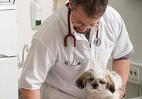 Veterinary Internship/Relocation Plan